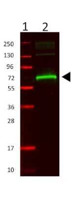 Western Blot: Mouse Serum Albumin Antibody [NBP2-26510]