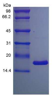 SDS-PAGE: Recombinant Mouse TNF-alpha Protein [NBP2-35185]