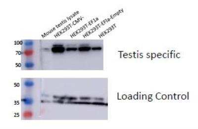 Western Blot: Mouse Testis Whole Tissue Lysate (Adult Whole Normal) [NB820-59672]