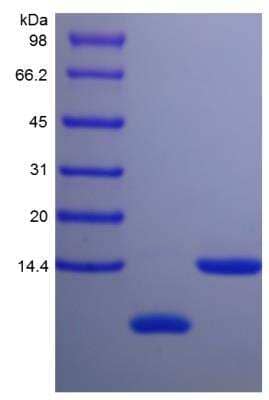 SDS-PAGE: Recombinant Mouse Uteroglobin/SCGB1A1 Protein [NBP2-35187]