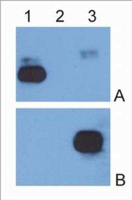 Western Blot: Mouse anti-Human IgG Fc Secondary Antibody (EM-07) [NBP1-45063]