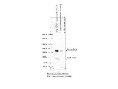 Western Blot: Mouse anti-Human IgG Fc Secondary Antibody (3D3cc) [NB110-8347]