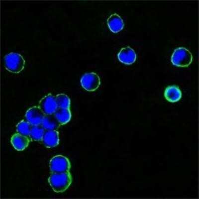 Immunocytochemistry/ Immunofluorescence: Mouse anti-Human IgG Fc Secondary Antibody (4A10) (BSA Free) [NBP1-51564]