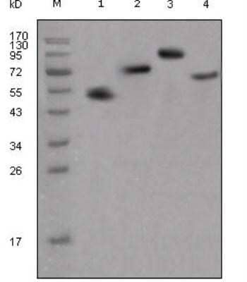 Western Blot: Mouse anti-Human IgG Fc Secondary Antibody (4A10) (BSA Free) [NBP1-51564]