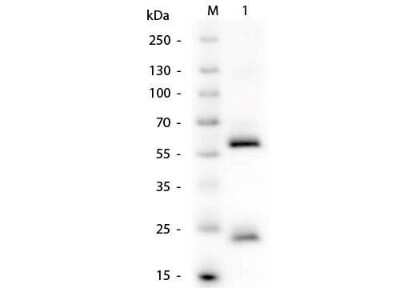 Western Blot: Mouse anti-Human IgG (H+L) Secondary Antibody [NBP1-72758]