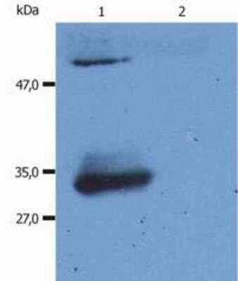 Western Blot: Mouse anti-Human IgG F(ab) Secondary Antibody (4A11) [NB500-467]