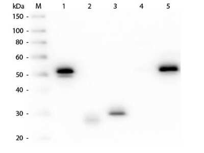 Western Blot: Mouse anti-Rabbit IgG (H+L) Secondary Antibody (Pre-adsorbed) [NBP1-72764]