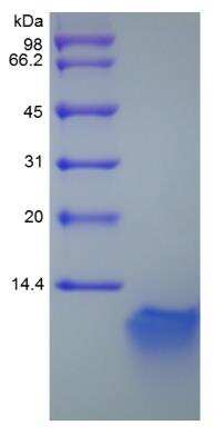 SDS-PAGE: Recombinant Mouse beta-Defensin 3 Protein [NBP2-35146]