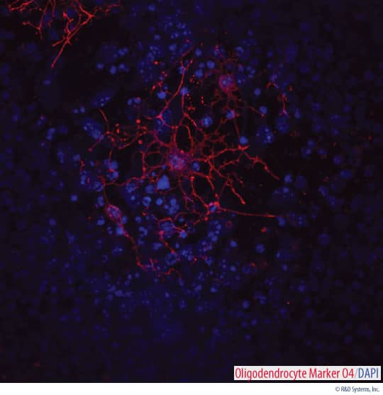 Mouse Oligodendrocytes Generated Using the Mouse Oligodendrocyte Differentiation Kit. 