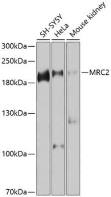 Western Blot: Mrc2 AntibodyBSA Free [NBP2-93504]