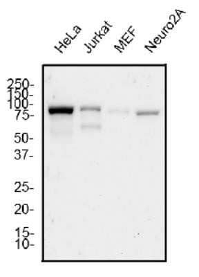 Western Blot: Mre11 Antibody (15B8.1E7.6)Azide and BSA Free [NBP2-80856]