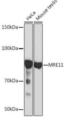 Western Blot: Mre11 Antibody (8Q2B3) [NBP3-16359]