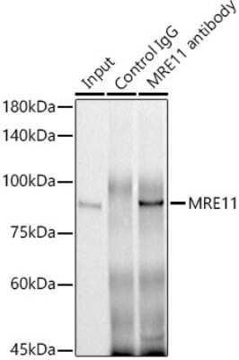 Immunoprecipitation: Mre11 Antibody - Azide and BSA Free [NBP2-95102]