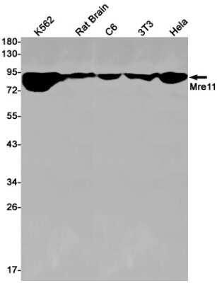 Western Blot: Mre11 Antibody (S03-6H9) [NBP3-15115]