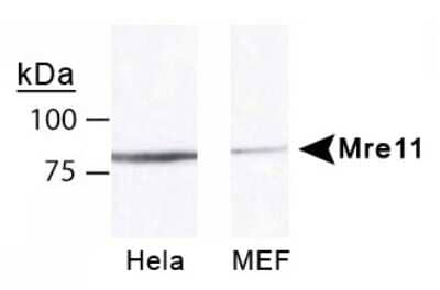 Western Blot: Mre11 Antibody [NB100-142]