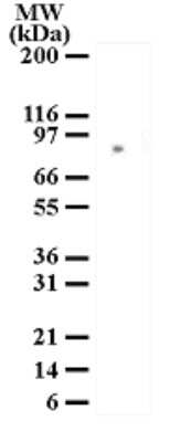 Western Blot: Mre11 Antibody [NB100-56339]