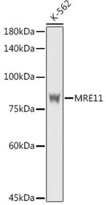 Western Blot: Mre11 AntibodyAzide and BSA Free [NBP2-95103]