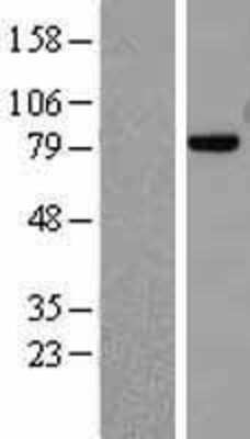 Western Blot: Mre11 Overexpression Lysate [NBL1-13219]