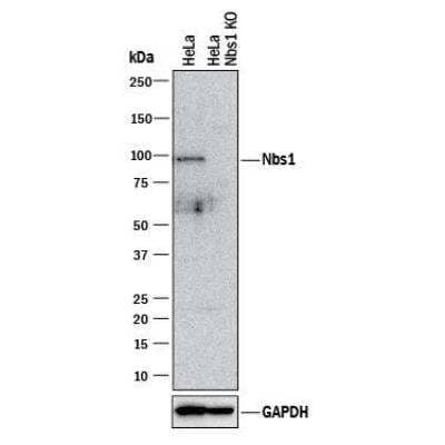 Knockout Validated: Mre11-Rad50-NBS1 Complex Antibody Pack [NB100-914]