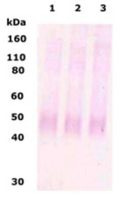 Western Blot: mu Opioid R/OPRM1 AntibodyBSA Free [NB110-79878]