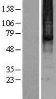 Western Blot: mu Opioid R/OPRM1 Overexpression Lysate [NBP2-04182]