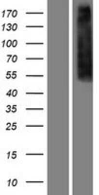 Western Blot: mu Opioid R/OPRM1 Overexpression Lysate [NBP2-11179]