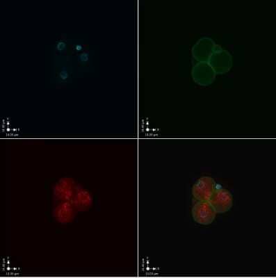 Immunocytochemistry/ Immunofluorescence: MuERVL-Gag Antibody [NBP2-66963]