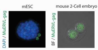 Immunocytochemistry/ Immunofluorescence: MuERVL-Gag Antibody [NBP2-66963]