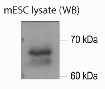 Western Blot: MuERVL-Gag Antibody [NBP2-66963]