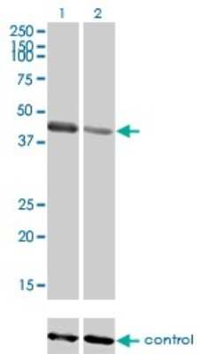 Western Blot: MuRF1/TRIM63 Antibody (6G6) [H00084676-M01]