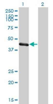 Western Blot: MuRF1/TRIM63 Antibody (6G6) [H00084676-M01]