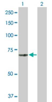 Western Blot: Mucolipin 1 Antibody [H00057192-B01P]