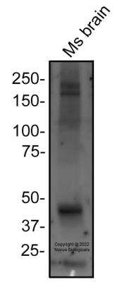 Western Blot: Mucolipin 1 AntibodyBSA Free [NB110-82375]