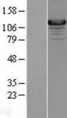 Western Blot: UNC13D/Munc 13-4 Overexpression Lysate [NBL1-17611]