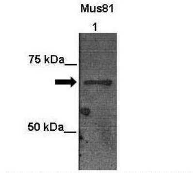 Western Blot: Mus81 Antibody [NBP2-87860]