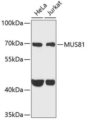 Western Blot: Mus81 AntibodyBSA Free [NBP2-95212]