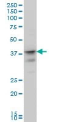 Western Blot: Musashi-1 Antibody (3F2) [H00004440-M04]