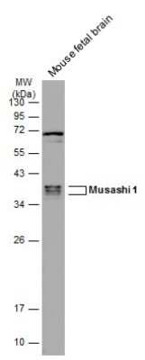 Western Blot: Musashi-1 Antibody (GT2377) [NBP3-13624]