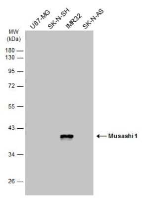 Western Blot: Musashi-1 Antibody (GT2377) [NBP3-13624]