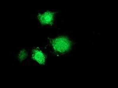 Flow Cytometry: Musashi-1 Antibody (OTI1G8) - Azide and BSA Free [NBP2-72828]