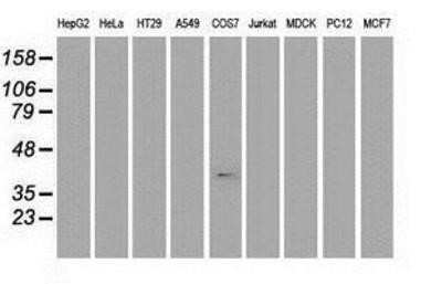 Western Blot: Musashi-1 Antibody (OTI1G8)Azide and BSA Free [NBP2-72828]
