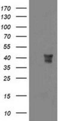 Western Blot: Musashi-1 Antibody (OTI1G8)Azide and BSA Free [NBP2-72828]