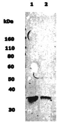 Western Blot: Musashi-1 AntibodyBSA Free [NB100-1759]