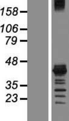 Western Blot: Musashi-1 Overexpression Lysate [NBP2-10828]