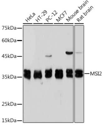 Western Blot: Musashi-2 Antibody (7L4E9) [NBP3-15935]