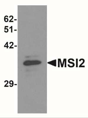 Western Blot: Musashi-2 AntibodyBSA Free [NBP1-76575]