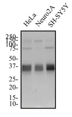 Western Blot: Musashi-2 AntibodyBSA Free [NBP2-52978]