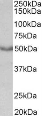 Western Blot: Muscarinic Acetylcholine Receptor M1/CHRM1 Antibody [NB100-41399]