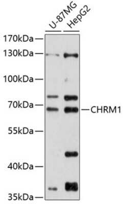 Western Blot: Muscarinic Acetylcholine Receptor M1/CHRM1 AntibodyAzide and BSA Free [NBP2-93968]