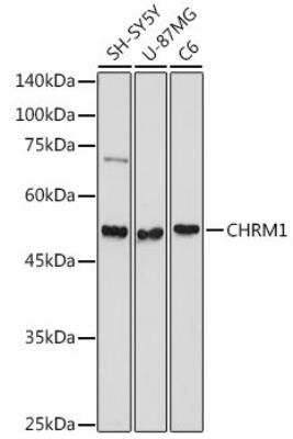 Western Blot: Muscarinic Acetylcholine Receptor M1/CHRM1 AntibodyAzide and BSA Free [NBP2-94511]